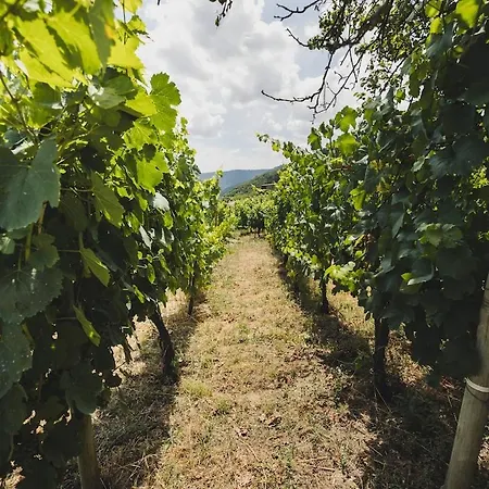Vineyards & Mino Views - Ribeira Sacra *